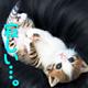 �}�L�ł�
