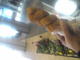 �c�c��?(^w^)�B